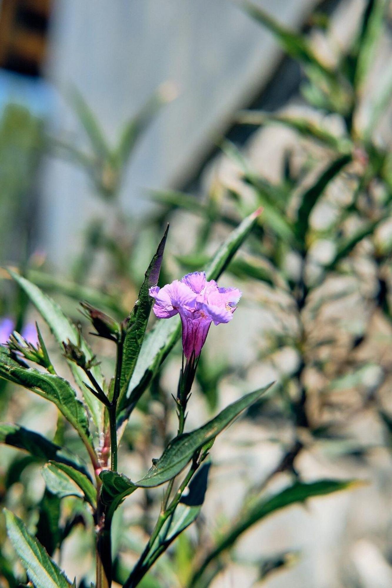 Cabana Petunia, Tapalpa Villa Ngoại thất bức ảnh